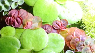 Thumbnail of post image 154